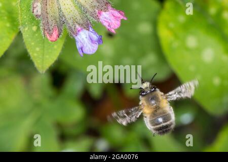Common Central European flower bee (Anthophora acervorum, Anthophora plumipes), in flight going to visit a lungwort flower, Germany Stock Photo