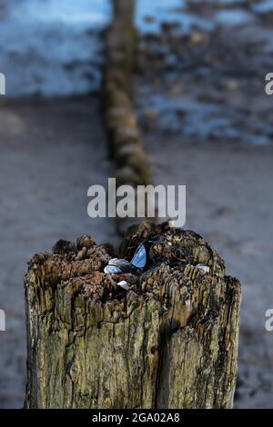 Weathered wooden groyne pole with mussel shells on the beach of the Baltic Sea in northern Germany, vertical, selected focus, very narrow depth of fie Stock Photo