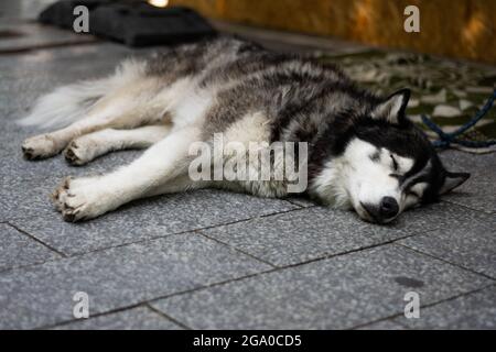 Husky Napping on a Deck Stock Photo