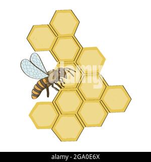 Bee and honeycomb. Isolated on white background stock vector illustration Stock Vector
