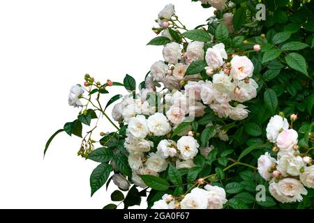 Beautiful blooming rose bushes isolated on white background Stock Photo