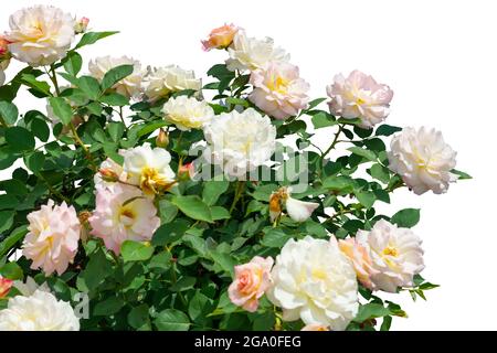 Beautiful blooming rose bushes isolated on white background Stock Photo