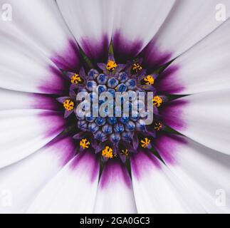 Close up of the center of an osteospermum african daisy. Stock Photo