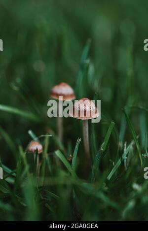 Close up of small mushrooms growing in the green grass. Stock Photo