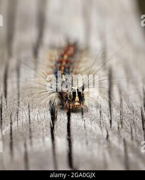 Close up of gypsy moth caterpillar crawling on wood. Stock Photo