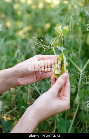 young female farmer inspects the harvest of green peas in her farm Stock Photo