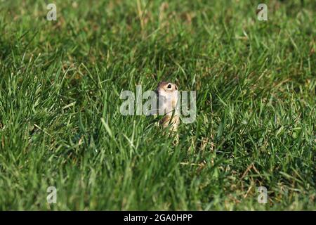 The speckled ground squirrel or spotted souslik (Spermophilus suslicus) on the ground. Stock Photo
