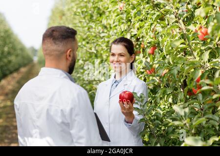 Summer and autumn harvest of organic fruits, work of agronomist, checking crop and quality control outdoor Stock Photo