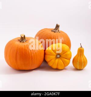 various pumpkins on white background Stock Photo