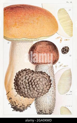 Illustration of Boletus edulis / Cep, Porcini, Boletus scaber & Tuber aestivum / Truffle fungus in Mordecai Cooke's 'British Edible Fungi' 1891. Stock Photo