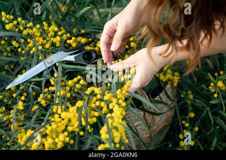 Hand holding bypass secateurs scissors and pruning yellow acacia flower brunches. Seasonal work in the garden.Por view.Spring details Stock Photo