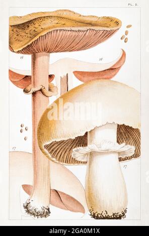 Illustration of Agaricus sylvaticus / Blushing Wood Mushroom & Agaricus arvensis / Horse Mushroom in Mordecai Cooke's 'British Edible Fungi' 1891. Stock Photo