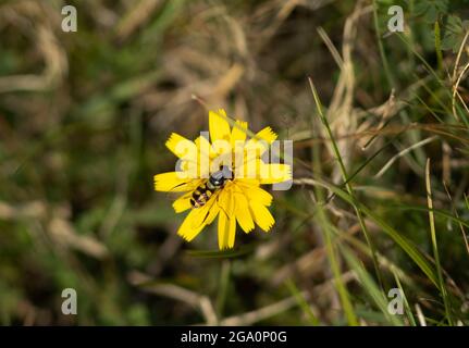 Hover-flies are common and widespread members of the fly family that do a lot of pollination. The Banded Hover-fly mimics the wasp to protect itself Stock Photo