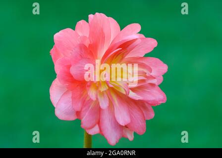 Close Up of beauty Begonia flower. Variety Champagne. Isolated on natural green background. Side view of petals and yellow center. Stock Photo