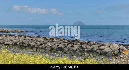 Looking at Ailsa Craig on the horizon and yellow flowers in the foreground. Taken on the South Ayrshire coastline at Lendalfoot, Scotland, UK. Stock Photo