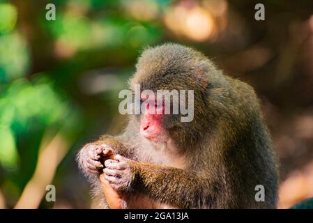 Wild Yakushima Macaque monkey in Yakushima island, Japan Stock Photo