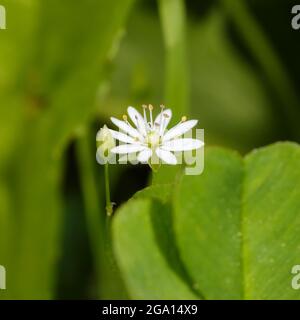 Woodlouse flower and bud, close-up with shallow depth of field Stock Photo