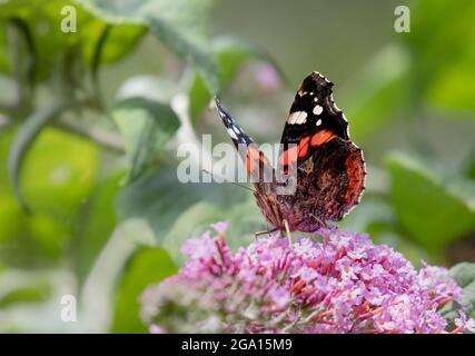Red Admiral Butterfly,  vanessa atlanta perched in a British garden Stock Photo