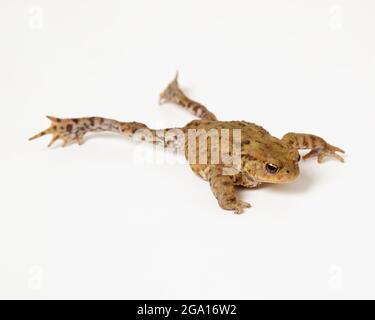A Picture of a Toad Stretched Out on a Plain White Floor with It's Eyes ...