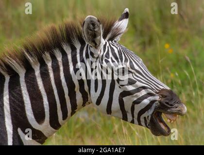 Plains Zebra (Equus quagga, formerly Equus burchellii) portrait, Serengeti National Park, Tanzania, Africa Stock Photo