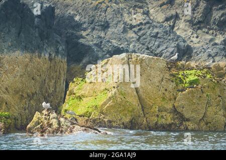 Rocky island covered with green moss and birds on water in the irish sea. Stock Photo