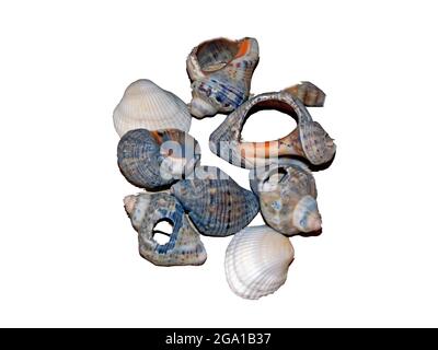 shells isolated on white background Stock Photo