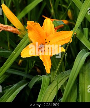 A single bloom of Hemerocallis Burning Daylight. Stock Photo