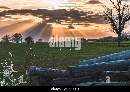 Landscape with stacked tree trunks in the setting spring sun on a cloudy sky Stock Photo