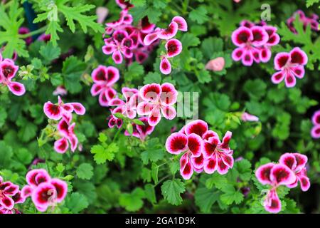 Scented Geranium 'Angeleyes Blueberry', Pelargonium crispum Stock Photo