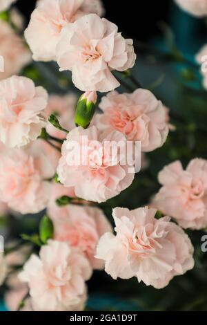 The pink flowers of a Dianthus Caryophyllus 'Powder pink' plant Stock Photo