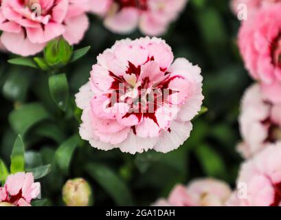 The red and pink flowers of a Dianthus Oscar 'Purple Star' plant Stock Photo