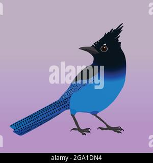 An illustration of a Steller's jay. The bird is cut out on a purple lilac gradient background. Stock Vector