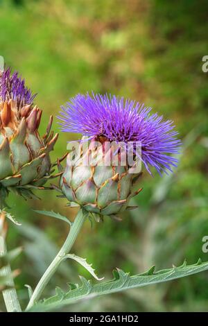 Blooming artichoke with blue flowers and green leaves. Wild artichoke thistle also called Wild Cynara Cardunculus or Cardoon. Close up.