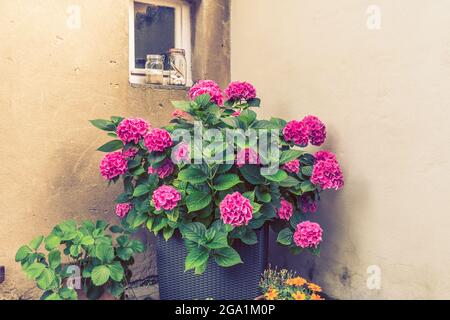 Blooming hydrangea bush in a pot in a corner of a courtyard Stock Photo