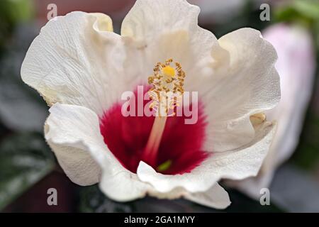 Hibiscus rosa sinensis Stock Photo