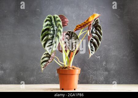 Amazing leaves of Alocasia Cuprea Red Secret, exotic houseplant on a dark background in plastic plant pot. Stock Photo