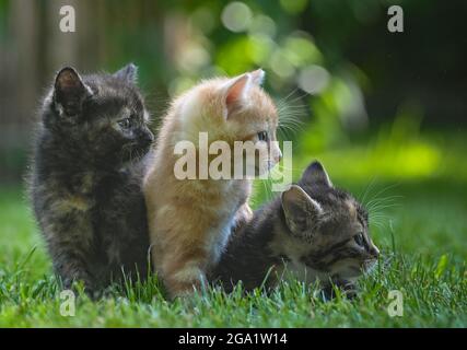 Sieversdorf, Germany. 27th July, 2021. Three kittens, about seven weeks old, are standing in a meadow in a garden. Credit: Patrick Pleul/dpa-Zentralbild/ZB/dpa/Ģ����ý Live News Stock Photo