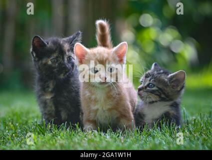 Sieversdorf, Germany. 27th July, 2021. Three kittens, about seven weeks old, are standing in a meadow in a garden. Credit: Patrick Pleul/dpa-Zentralbild/ZB/dpa/Ģ����ý Live News Stock Photo