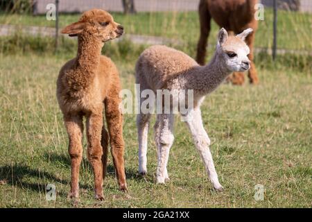 Gerbersdorf, Germany. 28th July, 2021. The young alpaca twins Alice (l) and Amy run across a meadow at the Frankenland Alpaca grazing livestock farm. The young female animals are now four weeks old. According to the breeder, twin births are very rare among alpacas. In nature, they would hardly have a chance of survival, because the mother only takes care of the stronger animal. Credit: Daniel Karmann/dpa/Alamy Live News