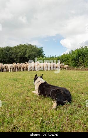 Border Collie sheepdog rounding up sheep Stock Photo