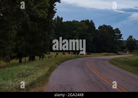 Rural country roadway with cattle in a pasture next to the road at dusk. Stock Photo