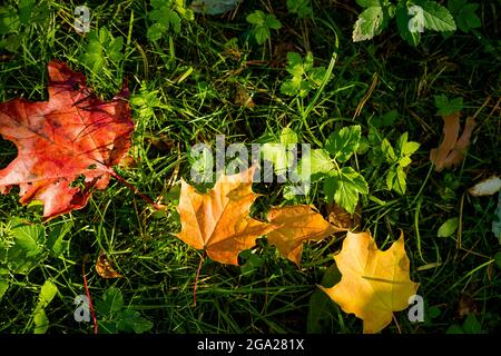 Close-up two colorful Maple Leaves in sunlight on the grass. Natural background Stock Photo
