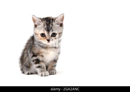 a grey spotted purebred kitten sits on a white isolated background Stock Photo