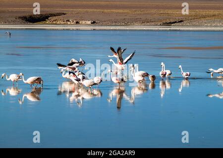 There is plenty of flamingos living in Laguna Collpa lake in Reserva Nacional de Fauna Andina Eduardo Avaroa protected area, Bolivia Stock Photo