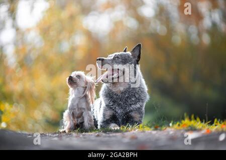 Two dogs of yorkshire terrier and blue heeler aka australian cattle dog breed are lying down together outdoors at nature in autumn Stock Photo