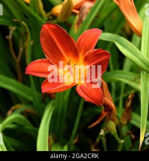 A single orange bloom of Hemerocallis Buzz Bomb. Stock Photo