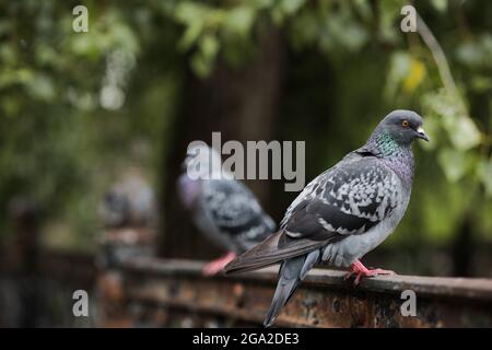 in the foreground, a dove sits on the fence and looks to the side Stock Photo