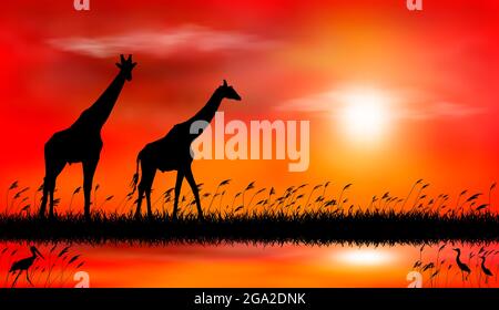 Silhouettes of giraffes on the background of the sunset. Giraffes on the background of sunset by the lake. Stock Vector