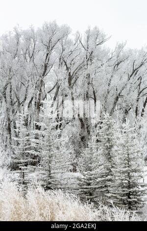 Close-up of heavily frosted trees; Calgary, Alberta, Canada Stock Photo