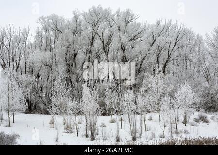Heavily frosted trees in a grouping; Calgary, Alberta, Canada Stock Photo